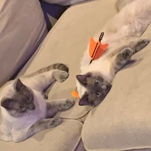 Meet your Posher, Grayson